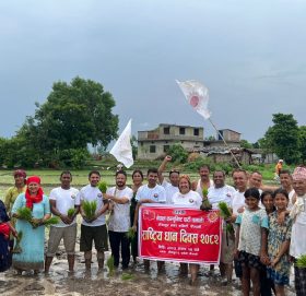 एमाले टीकापुरले मनायाे राष्ट्रिय धान दिवस